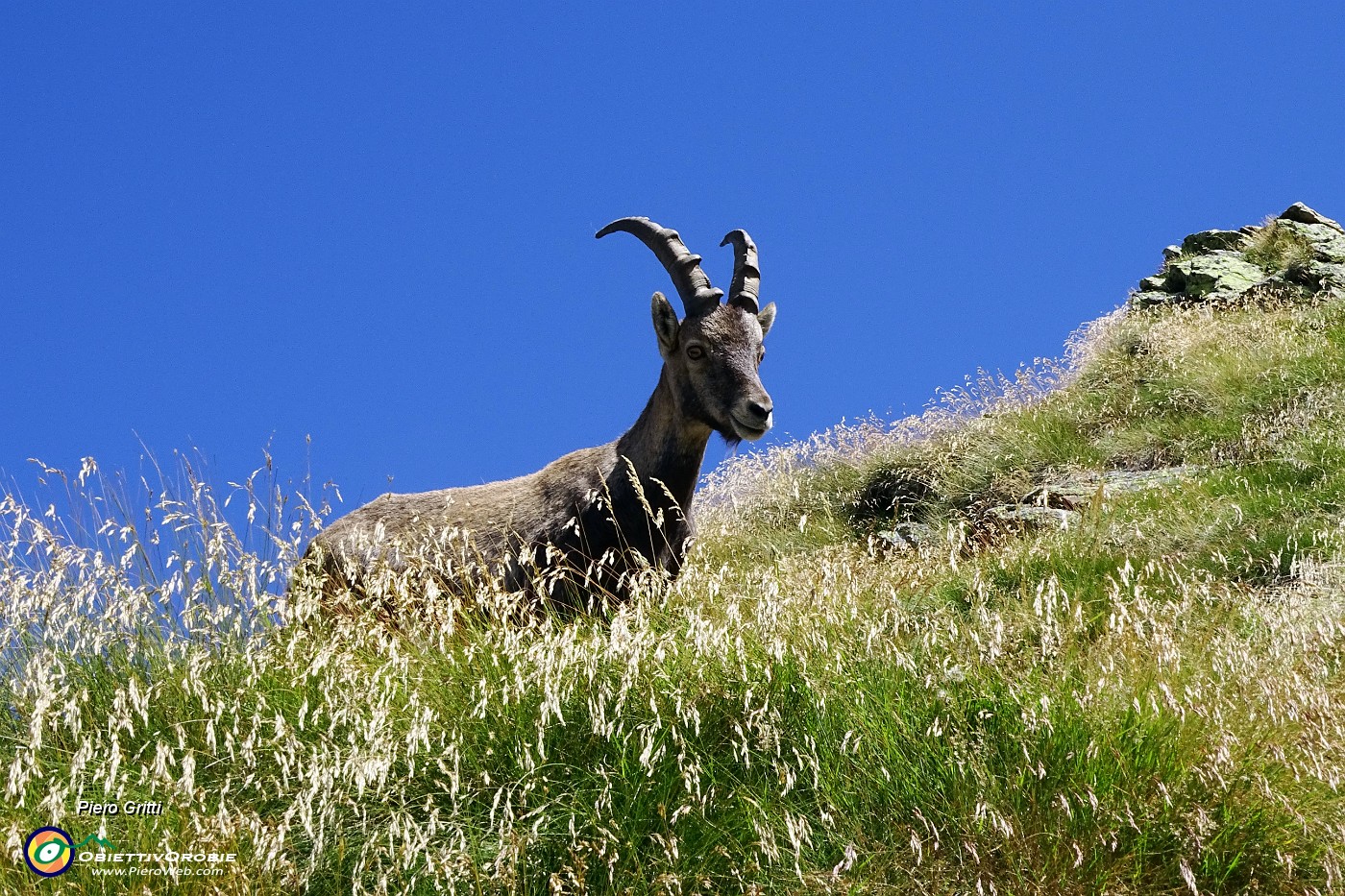 54 Gli stambecchi ci osservano .JPG -                                